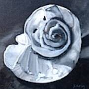 Seashell Painting In Black And White Poster