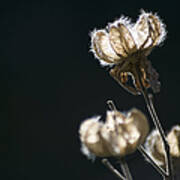 Seed Pods Of Confederate Rose Poster