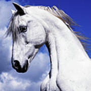Shadowfax White Horse On A Blue Sky Poster