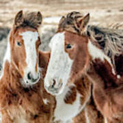 Shaggy Winter Mustangs Poster