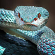 Sharp Look Of Blue Insularis Viper Snake Poster