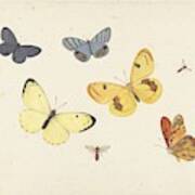 Sheet Of Studies With Five Butterflies Poster