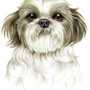 Shih Tzu Poster