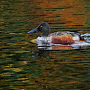 Shoveler On The Move Poster