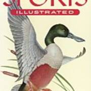 Shoveller Duck Sports Illustrated Cover Poster