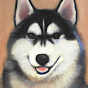 Siberian Husky Poster