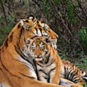 Siberian Tiger Mother And Cub Endangered Species Wildlife Rescue Poster