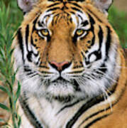 Siberian Tiger Staring Endangered Species Wildlife Rescue Poster