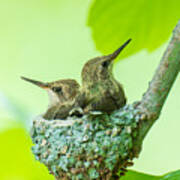Siblings Of Black Chinned Hummingbird Poster