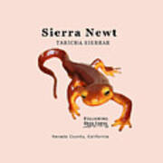 Sierra Newt - Black Text Poster