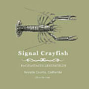 Signal Crayfish Poster