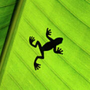 Silhouette Of Frog Through Banana Leaf Poster