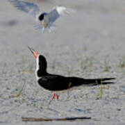 Skimmer Vs Least Tern Poster