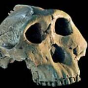 Skull Cast Of A Paranthropus Boisei (australopithecus Boisei Poster