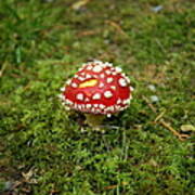 Slug Bitten Red Mushroom On Moss Poster