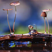Small Mushrooms Toadstools Macro Poster