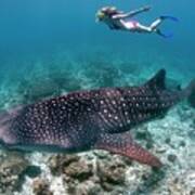 Snorkeller With Whale Shark Poster