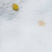 Snow Covered Aspen Leaves Poster