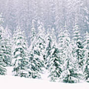 Snow Covered Pine Trees Poster