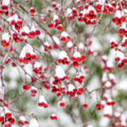 Snow Covered Red Berries Poster