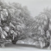 Snow-covered Trees Poster