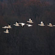 Snow Geese #2 Poster