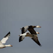 Snow Geese Poster