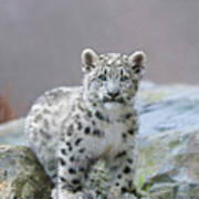 Snow Leopard Cub Poster