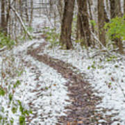 Snow Lined Path In The Woods Poster