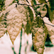 Snow On Autumn Leaves Poster