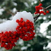 Snow On Mountain Ash Berries Poster