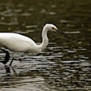 Snowy Egret Looking For Fish Poster