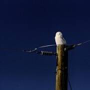 Snowy Owl Poster