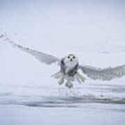 Snowy Owl - Success Ii Poster