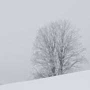 Snowy Tree - 6 Poster