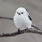 So White So Beautiful. Long-tailed Tit Poster