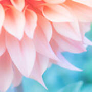 Soft Peachy Dahlia Poster