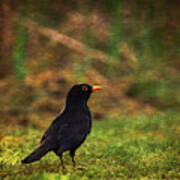 Solitary Blackbird Poster