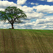 Solitary Sentinel - Lone Oak Tree On Wi Hilltop Corn Field Poster