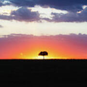 Solitary Tree Silhouette At Colorful African Sunset Poster