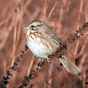 Song Sparrow 2936-102919-2 Poster