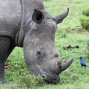 South African White Rhinoceros 004 Poster