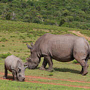 South African White Rhinoceros 029 Poster