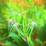 Spider Lily, And Day Lilies 106 Poster