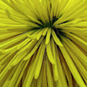 Spider Mum 3983 Poster