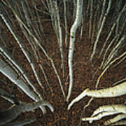 Spindly Aspen Trees From A High Angle Poster