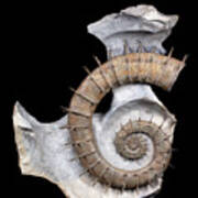 Spiny Ammonite Fossil Poster