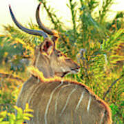 Spiral Horned Antelope Poster