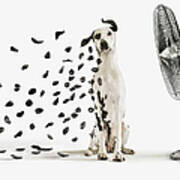 Spots Flying Off Dalmation Dog Poster