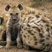 Spotted Hyena Pup And Mother Poster